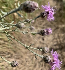Centaurea varnensis