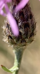 Centaurea varnensis