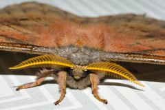 Copaxa multifenestrata