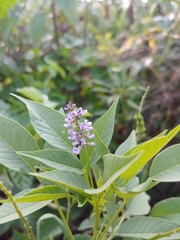 Orbexilum onobrychis