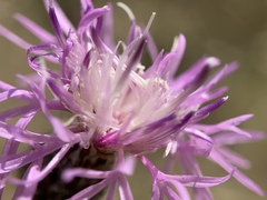 Centaurea varnensis