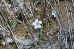 Samolus repens repens