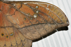 Copaxa multifenestrata