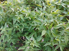 Orbexilum onobrychis