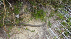 Pygopus lepidopodus
