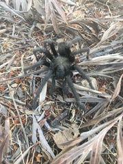 Aphonopelma steindachneri
