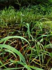Torreyochloa pallida