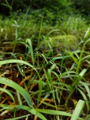Torreyochloa pallida