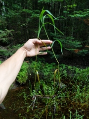 Torreyochloa pallida