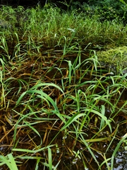 Torreyochloa pallida