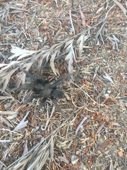 Aphonopelma steindachneri