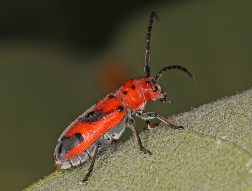 Blackened Milkweed Beetle photo 5