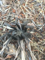 Aphonopelma steindachneri