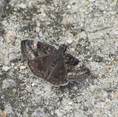 Erynnis icelus