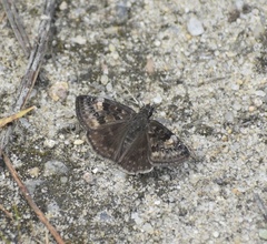 Erynnis icelus