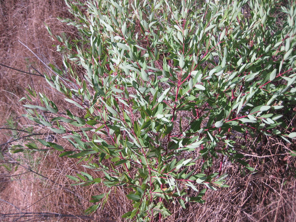 Indianhemp (Apocynum cannabinum)