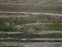 Calidris ruficollis