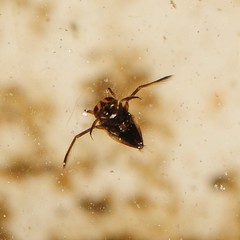 Nepomorpha