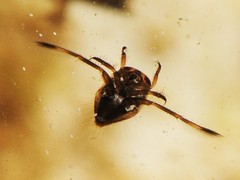 Nepomorpha