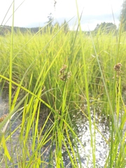 Juncus pylaei