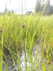 Juncus pylaei