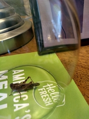 Acrididae