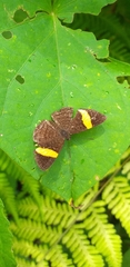 Pirascca tyriotes