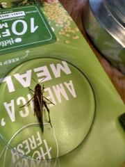 Acrididae