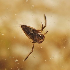 Nepomorpha