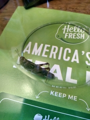 Acrididae