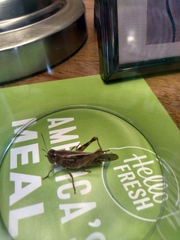 Acrididae