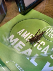 Acrididae