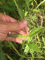 Stachys pilosa