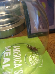 Acrididae