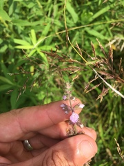 Stachys pilosa