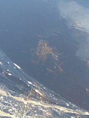 Potamogeton berchtoldii