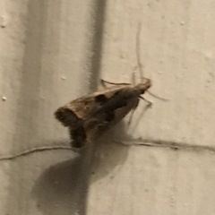 Dichomeris setosella