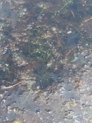 Potamogeton berchtoldii