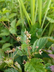 Rubus setosus