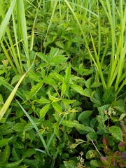 Rubus setosus