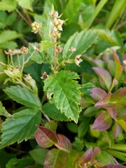 Rubus setosus