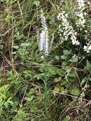 Veronica linariifolia