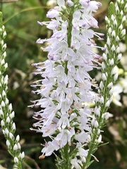 Veronica linariifolia