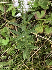 Veronica linariifolia