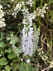 Veronica linariifolia