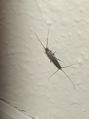 Ctenolepisma lineatum