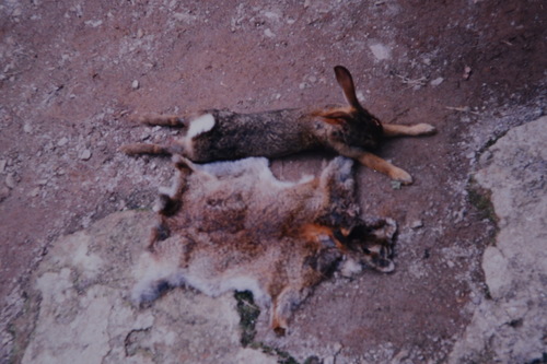 Omilteme Cottontail