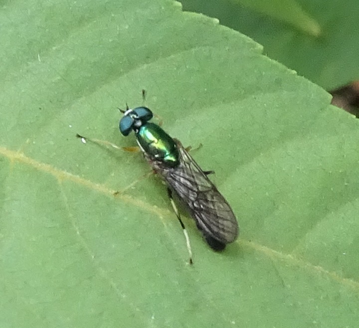 Merosargus beameri