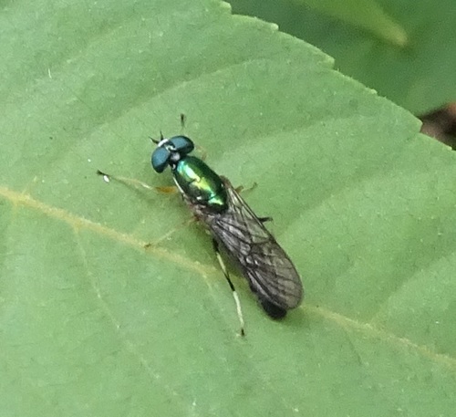Merosargus beameri