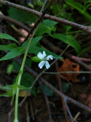 Silene nivea